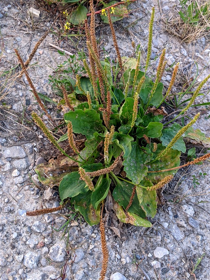 greater plantain (Plantago major)