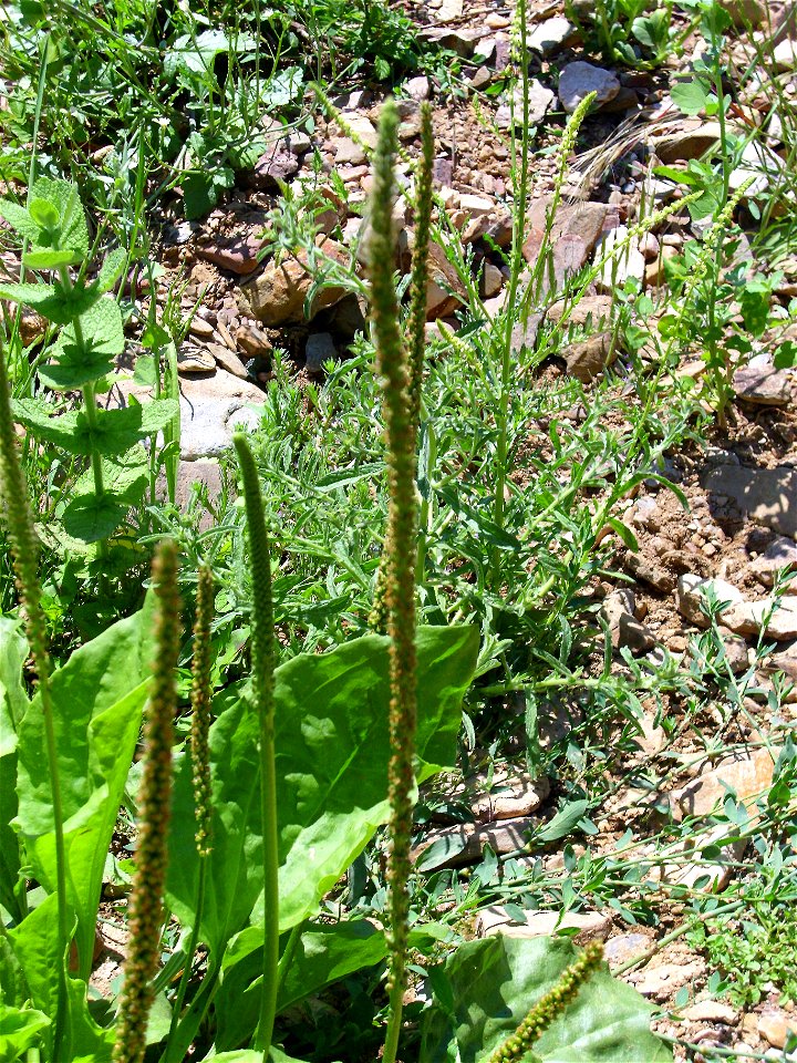 Plantago major inflorescences, Sierra Madrona, Spain