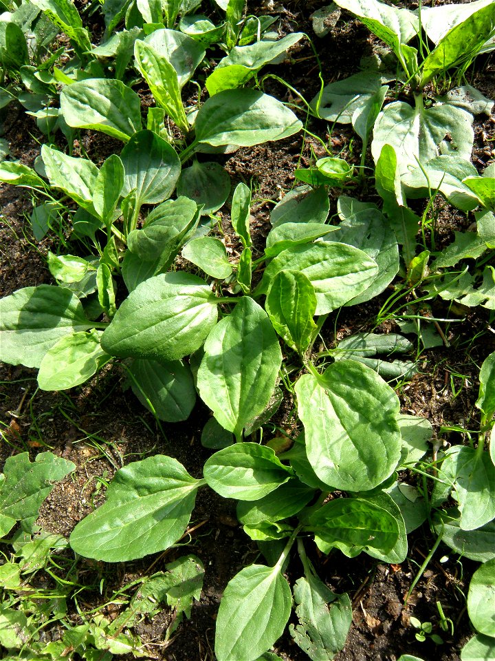 Plantago major