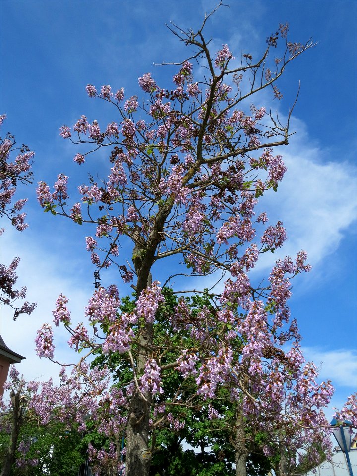 Blauglockenbaum (Paulownia tomentosa) vor der Pestalozzi-Schule in Hockenheim