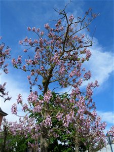 Blauglockenbaum (Paulownia tomentosa) vor der Pestalozzi-Schule in Hockenheim