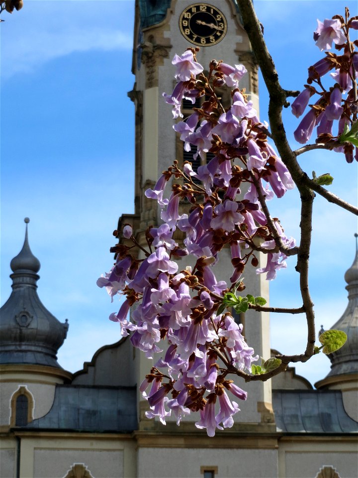 Blauglockenbaum (Paulownia tomentosa) vor der Pestalozzi-Schule in Hockenheim