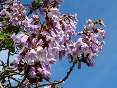 Blauglockenbaum (Paulownia tomentosa) vor der Pestalozzi-Schule in Hockenheim