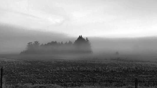 Forest field gray field