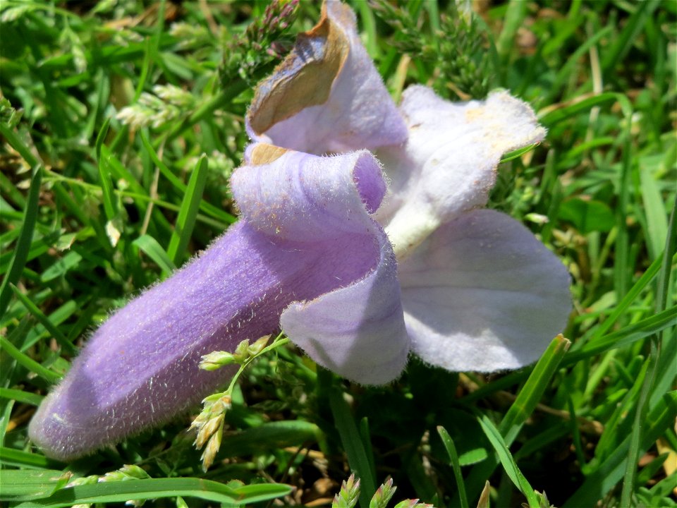 Blauglockenbaum (Paulownia tomentosa) vor der Pestalozzi-Schule in Hockenheim
