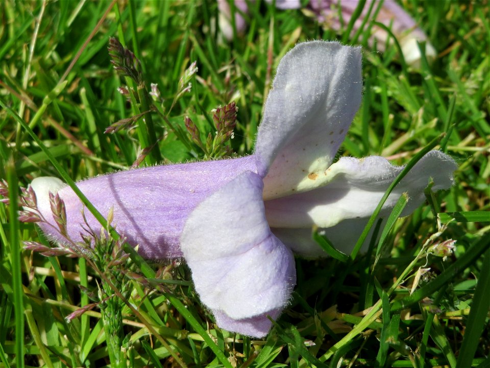 Blauglockenbaum (Paulownia tomentosa) vor der Pestalozzi-Schule in Hockenheim