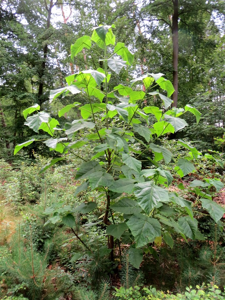 Verwilderter Blauglockenbaum (Paulownia tomentosa) im Schwetzinger Hardt