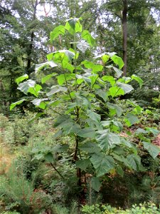 Verwilderter Blauglockenbaum (Paulownia tomentosa) im Schwetzinger Hardt