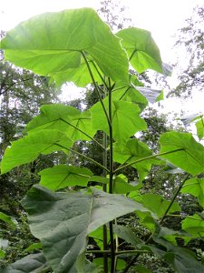 Verwilderter Blauglockenbaum (Paulownia tomentosa) im Schwetzinger Hardt