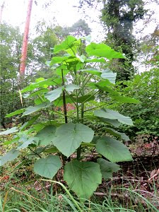 Verwilderter Blauglockenbaum (Paulownia tomentosa) im Schwetzinger Hardt