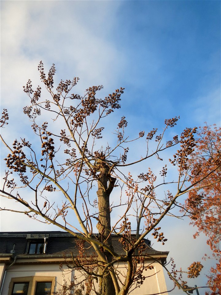 Blauglockenbaum (Paulownia tomentosa) in Hockenheim