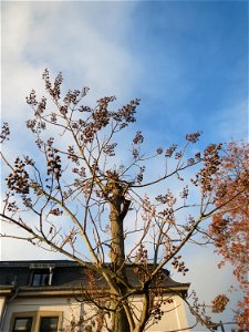 Blauglockenbaum (Paulownia tomentosa) in Hockenheim