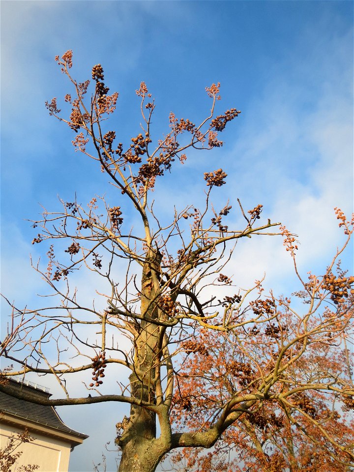 Blauglockenbaum (Paulownia tomentosa) in Hockenheim