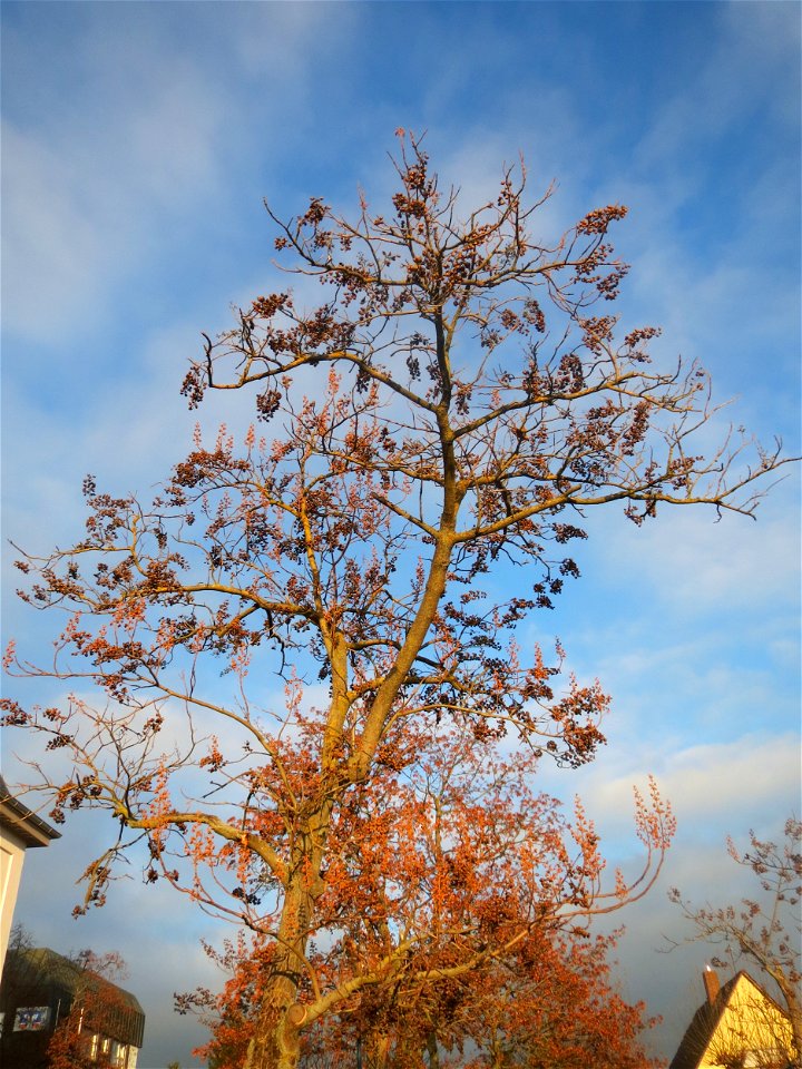 Blauglockenbaum (Paulownia tomentosa) in Hockenheim