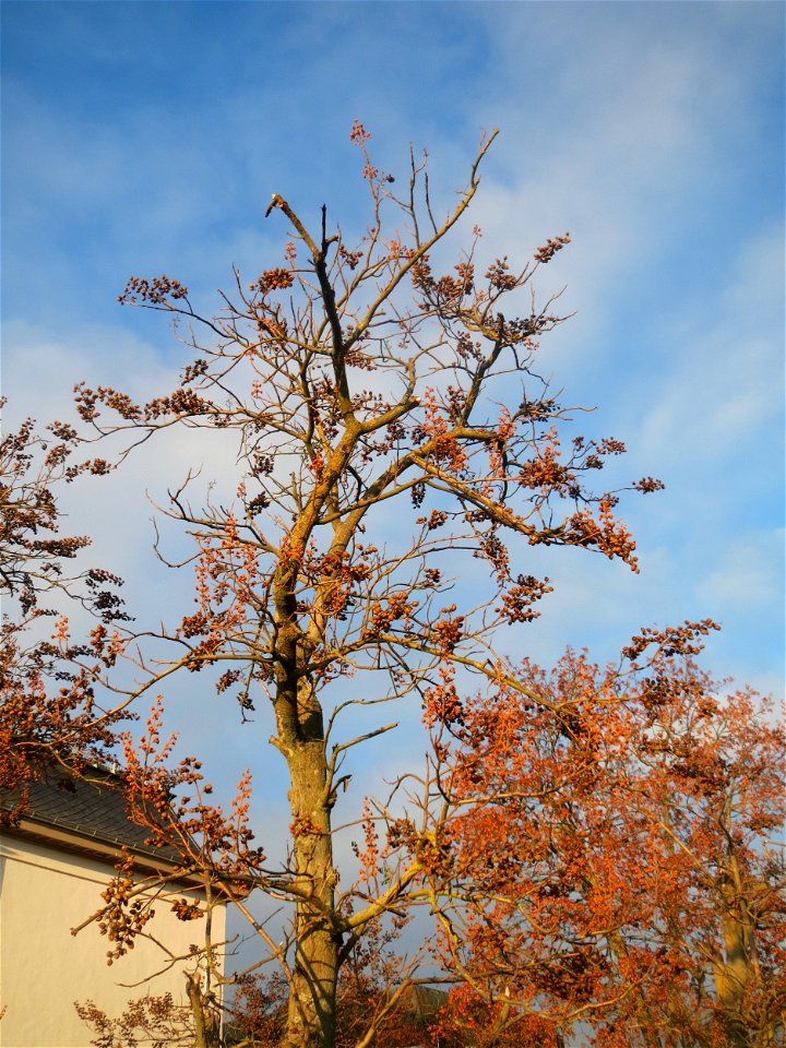 Blauglockenbaum (Paulownia tomentosa) in Hockenheim