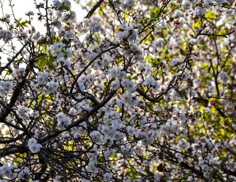 Tree bloom branch