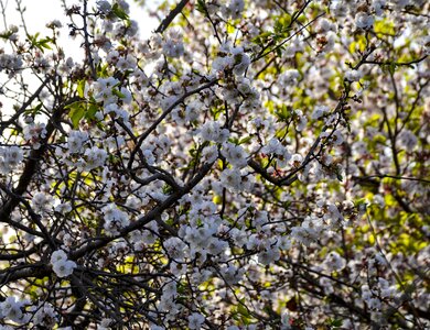 Tree bloom branch