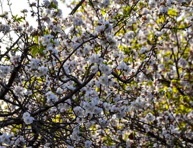 Tree bloom branch photo