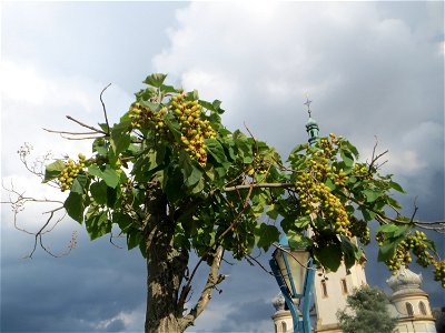 Blauglockenbaum (Paulownia tomentosa) vor der Pestalozzi-Schule in Hockenheim