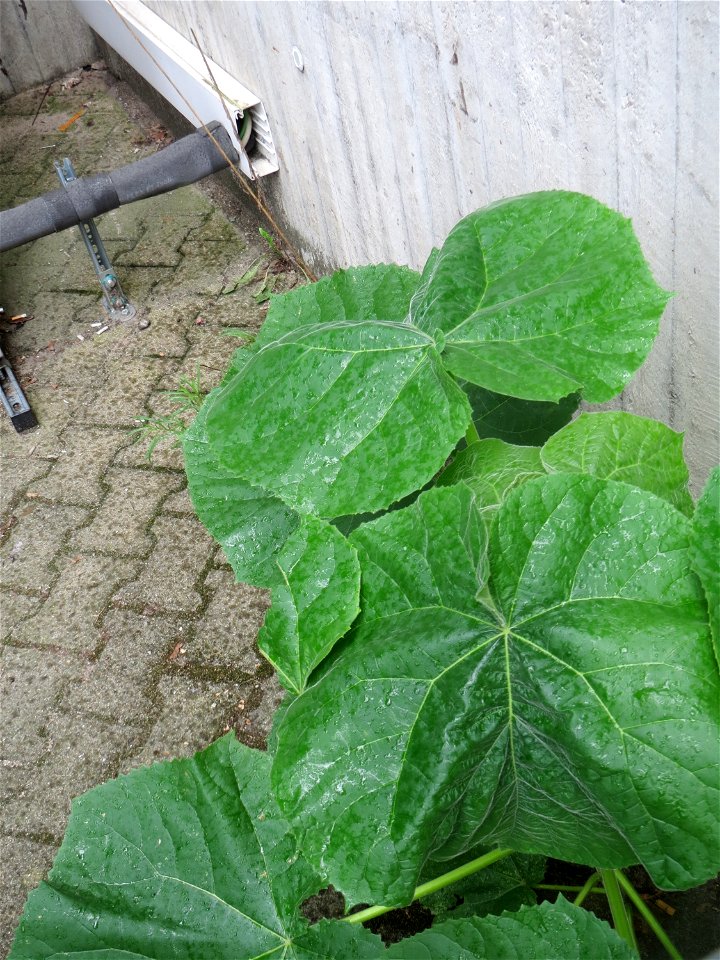 Ausgewilderter Blauglockenbaum (Paulownia tomentosa) am Bahnhof Hockenheim - dieser Baum breitet sich zusehens entlang von Bahnstrecken und im Wald aus