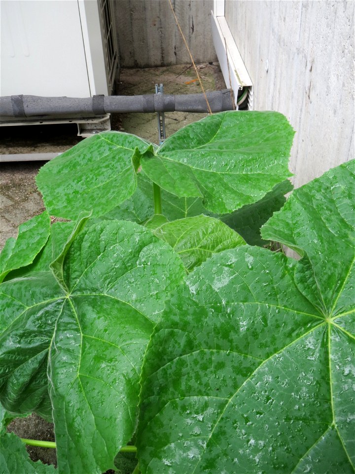 Ausgewilderter Blauglockenbaum (Paulownia tomentosa) am Bahnhof Hockenheim - dieser Baum breitet sich zusehens entlang von Bahnstrecken und im Wald aus
