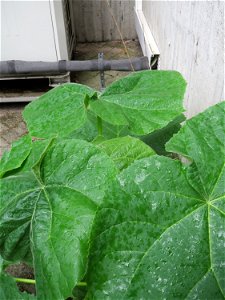 Ausgewilderter Blauglockenbaum (Paulownia tomentosa) am Bahnhof Hockenheim - dieser Baum breitet sich zusehens entlang von Bahnstrecken und im Wald aus