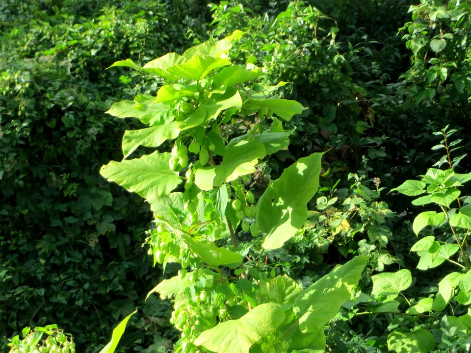 Verwilderter Blauglockenbaum (Paulownia tomentosa) in Schwetzingen