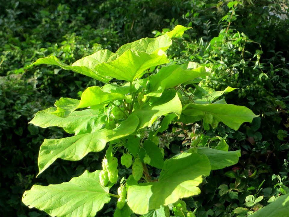 Verwilderter Blauglockenbaum (Paulownia tomentosa) in Schwetzingen