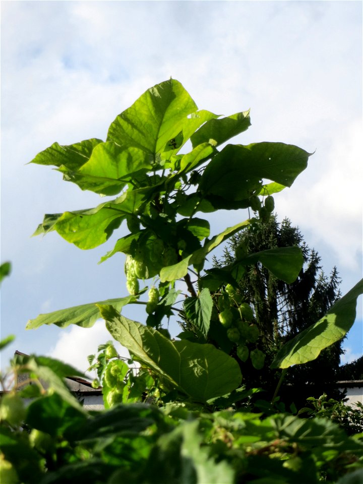 Verwilderter Blauglockenbaum (Paulownia tomentosa) in Schwetzingen