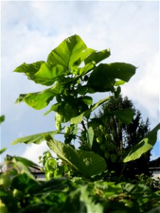 Verwilderter Blauglockenbaum (Paulownia tomentosa) in Schwetzingen