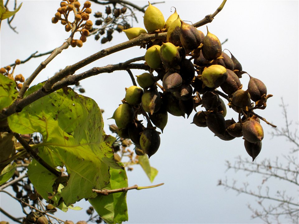 Blauglockenbaum (Paulownia tomentosa) vor der Pestalozzi-Schule in Hockenheim - Ursprung: Ostasien