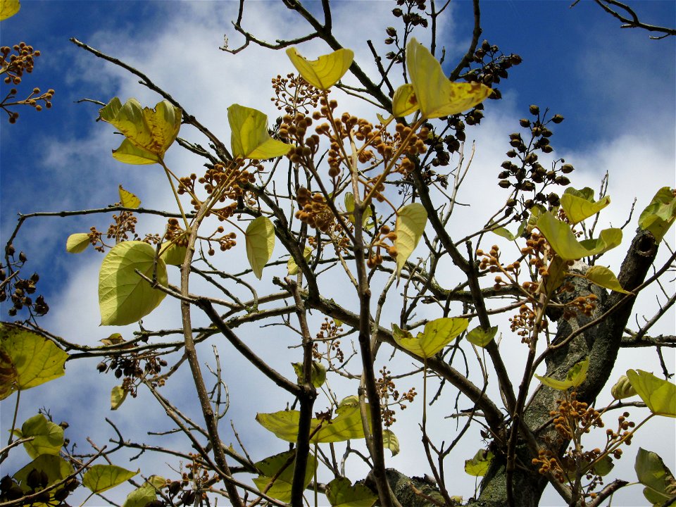 Blauglockenbaum (Paulownia tomentosa) vor der Pestalozzi-Schule in Hockenheim - Ursprung: Ostasien