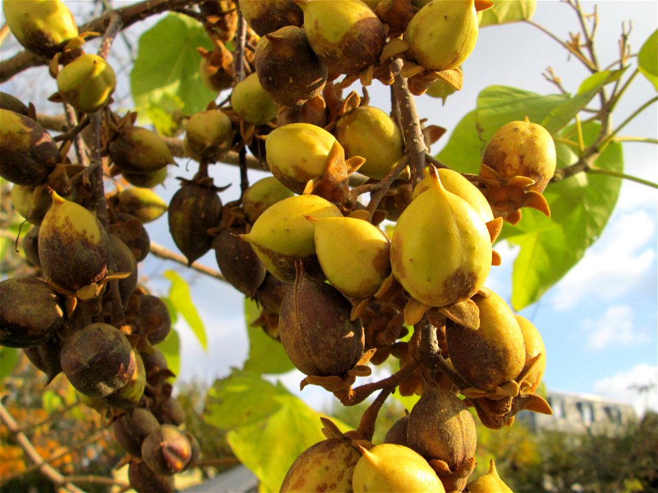 Blauglockenbaum (Paulownia tomentosa) vor der Pestalozzi-Schule in Hockenheim - Ursprung: Ostasien
