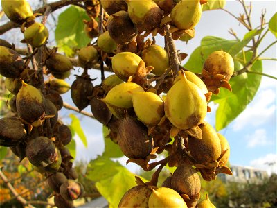 Blauglockenbaum (Paulownia tomentosa) vor der Pestalozzi-Schule in Hockenheim - Ursprung: Ostasien
