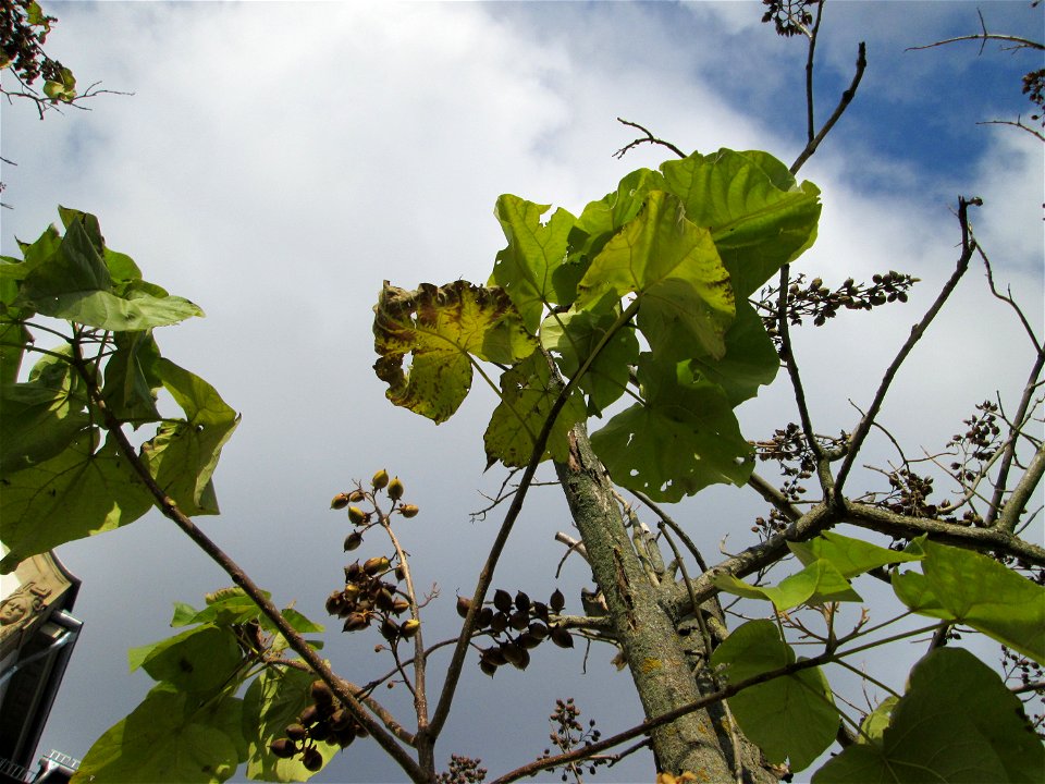 Blauglockenbaum (Paulownia tomentosa) vor der Pestalozzi-Schule in Hockenheim - Ursprung: Ostasien