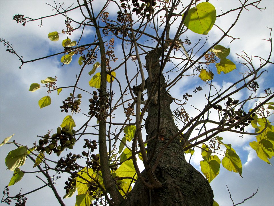 Blauglockenbaum (Paulownia tomentosa) vor der Pestalozzi-Schule in Hockenheim - Ursprung: Ostasien