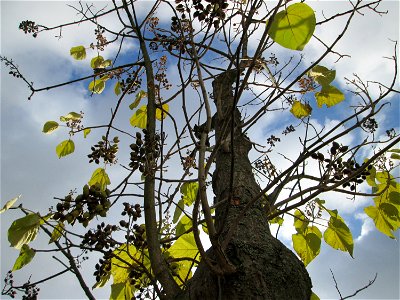 Blauglockenbaum (Paulownia tomentosa) vor der Pestalozzi-Schule in Hockenheim - Ursprung: Ostasien