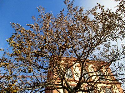 Blauglockenbaum (Paulownia tomentosa) am Schloss Mannheim - Ursprung: Ostasien