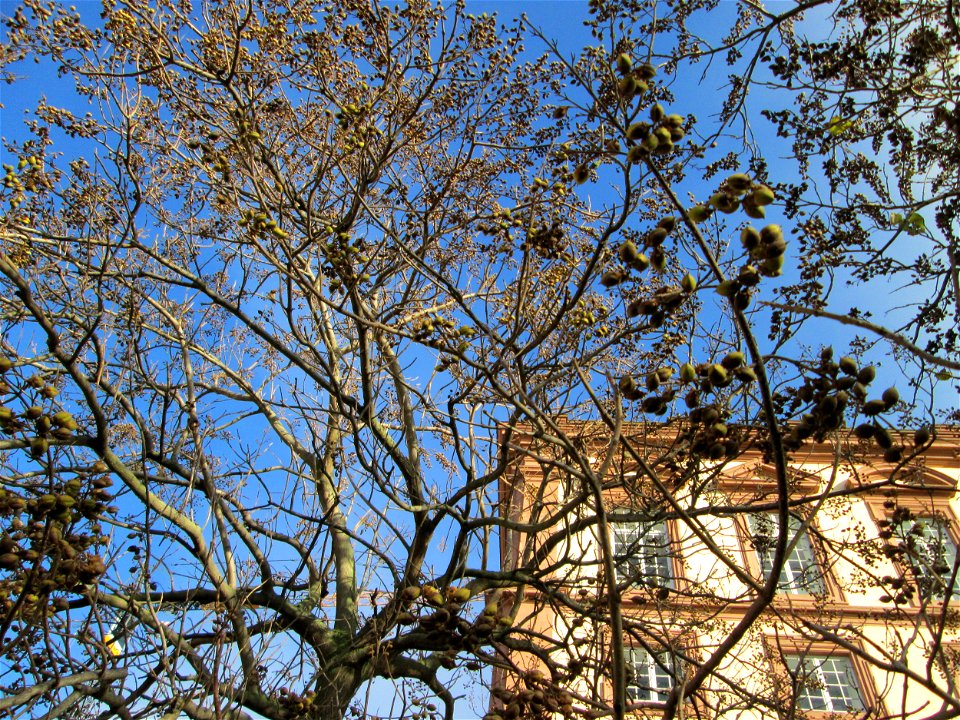 Blauglockenbaum (Paulownia tomentosa) am Schloss Mannheim - Ursprung: Ostasien