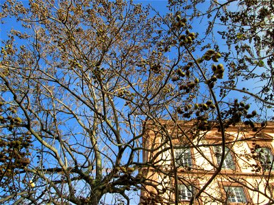 Blauglockenbaum (Paulownia tomentosa) am Schloss Mannheim - Ursprung: Ostasien