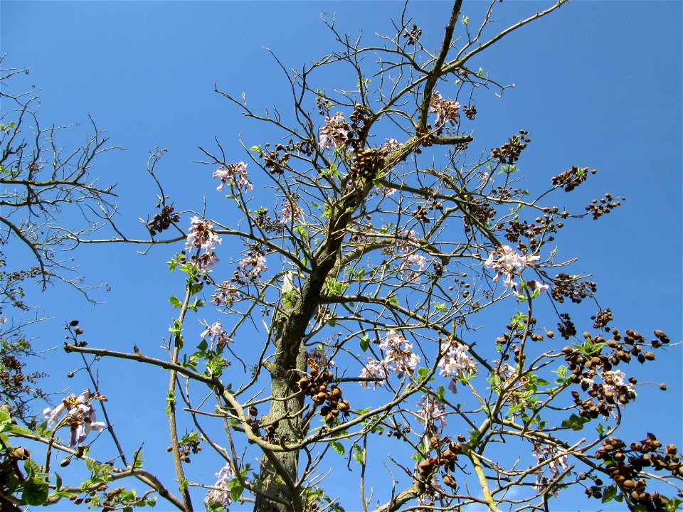 Blauglockenbaum (Paulownia tomentosa) vor der Pestalozzi-Schule in Hockenheim