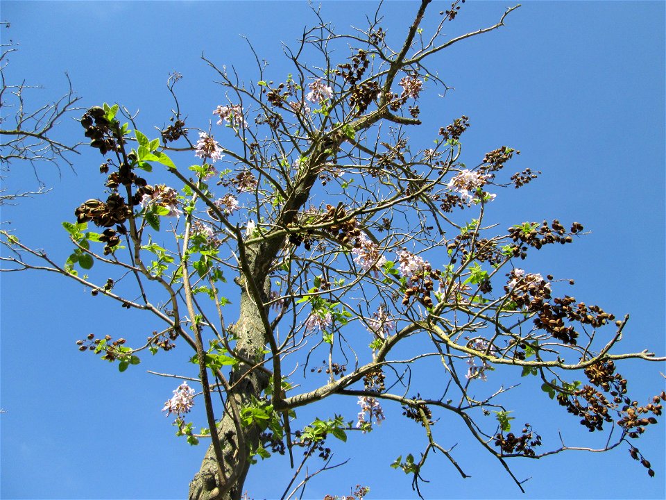 Blauglockenbaum (Paulownia tomentosa) vor der Pestalozzi-Schule in Hockenheim