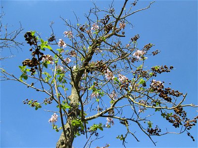 Blauglockenbaum (Paulownia tomentosa) vor der Pestalozzi-Schule in Hockenheim