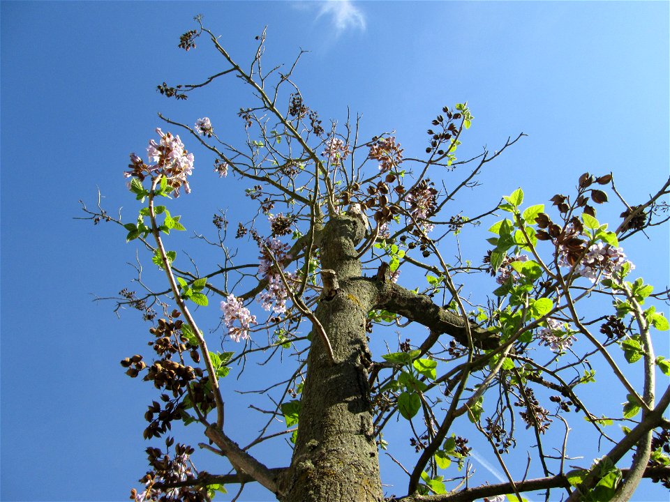 Blauglockenbaum (Paulownia tomentosa) vor der Pestalozzi-Schule in Hockenheim