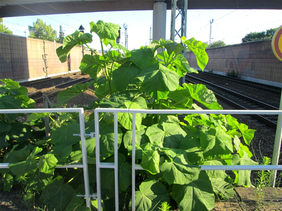 Verwilderter Blauglockenbaum (Paulownia tomentosa) am Bahnhof Hockenheim