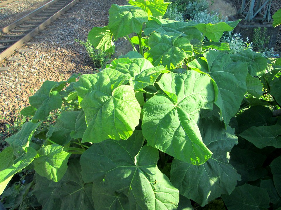 Verwilderter Blauglockenbaum (Paulownia tomentosa) am Bahnhof Hockenheim