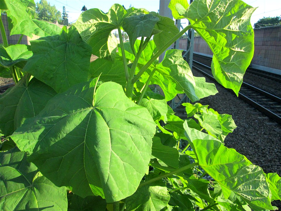 Verwilderter Blauglockenbaum (Paulownia tomentosa) am Bahnhof Hockenheim