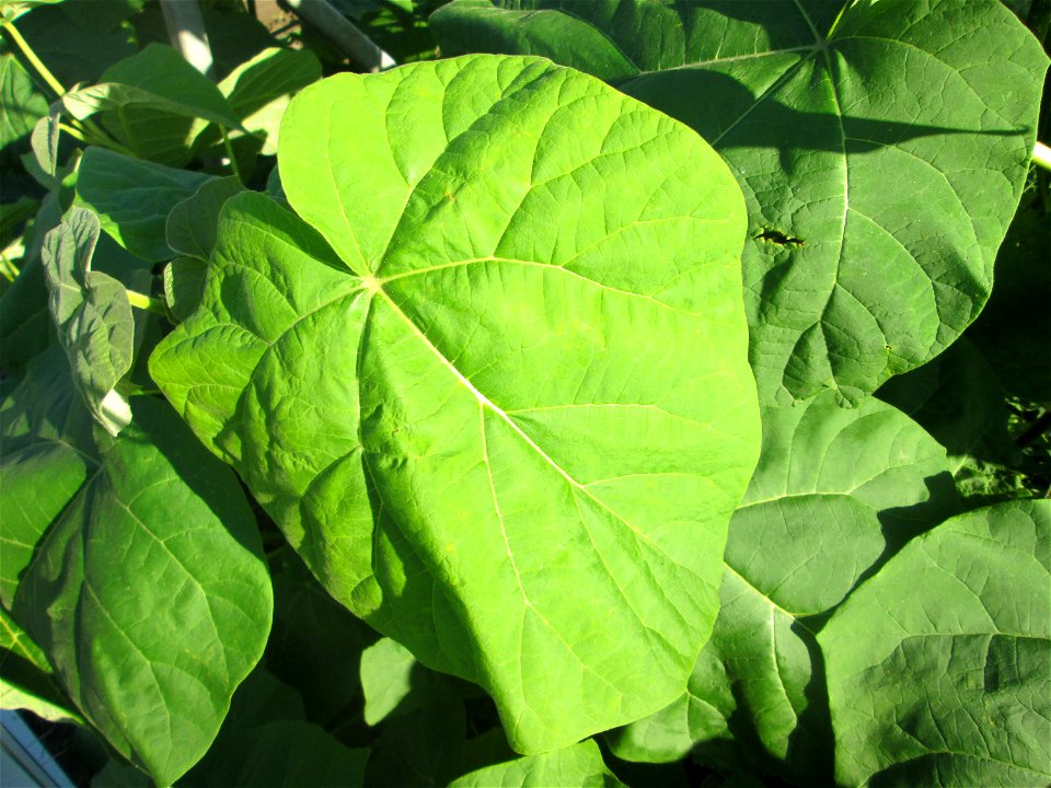 Verwilderter Blauglockenbaum (Paulownia tomentosa) am Bahnhof Hockenheim