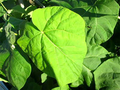 Verwilderter Blauglockenbaum (Paulownia tomentosa) am Bahnhof Hockenheim
