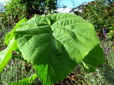 Verwilderter Blauglockenbaum (Paulownia tomentosa) in Hockenheim